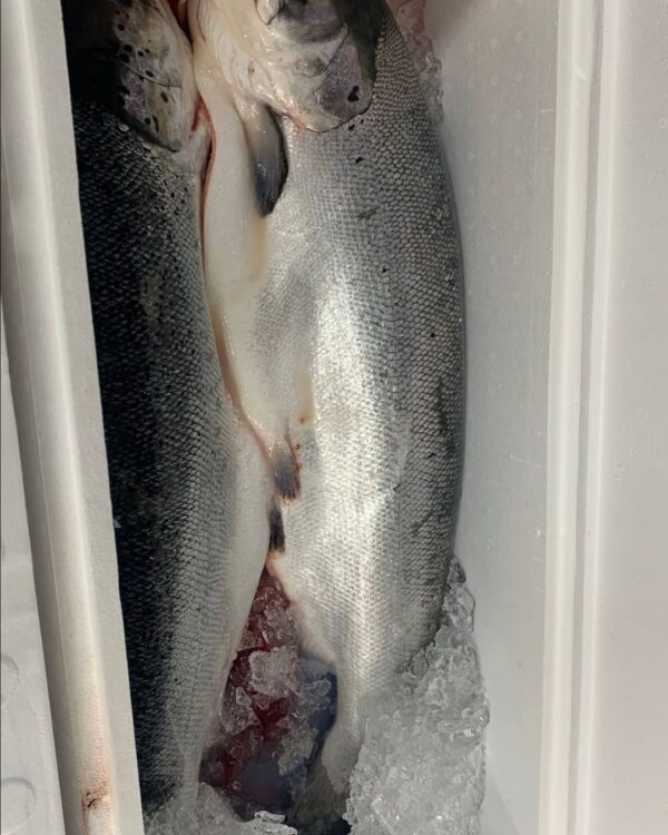 selmon fish